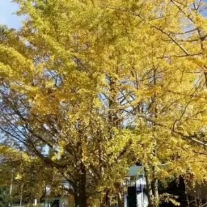 秋の景色のサムネイル