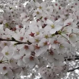 桜　4月4日のサムネイル