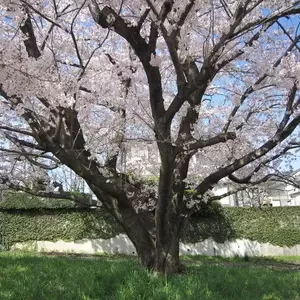 4月6日　桜のサムネイル