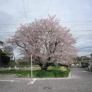 4月8日　桜のサムネイル