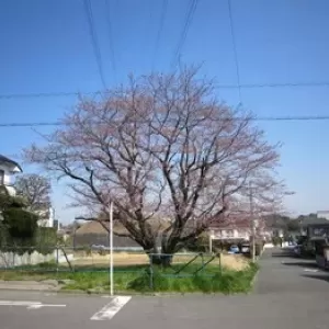 桜　3月29日のサムネイル