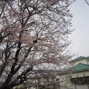 桜　3月30日のサムネイル
