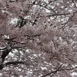 桜　4月1日のサムネイル